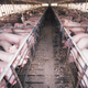 Illustration for article titled The Future Will Be Full of Lab Grown Meat